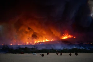 El campo extremeño estima que se han quemado más de 52.000 hectáreas y exigen ayudas directas por el ganado perdido