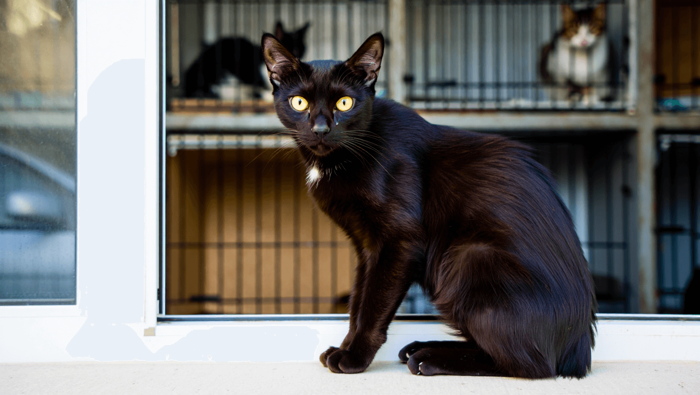 Why has a city in Spain temporarily banned the adoption of black cats?