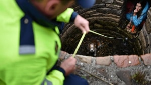 Police rescue dog found abandoned at bottom of well in Teruel and investigate owner for cruelty