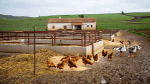 Spain bans the raising of poultry outdoors due to increase in bird flu cases
