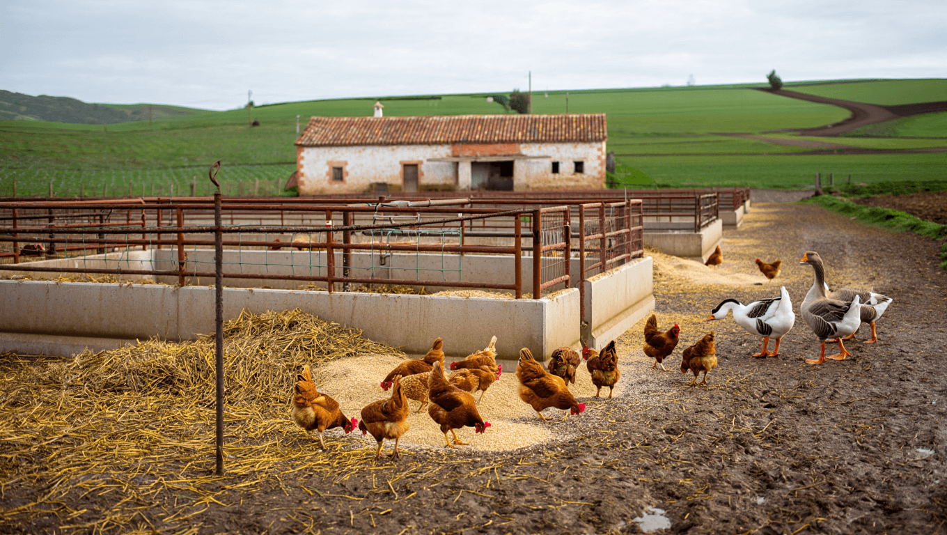 Spain bans the raising of poultry outdoors due to increase in bird flu cases