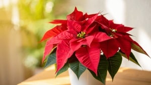 Experts advise how to care for your poinsettia so it lasts beyond Christmas