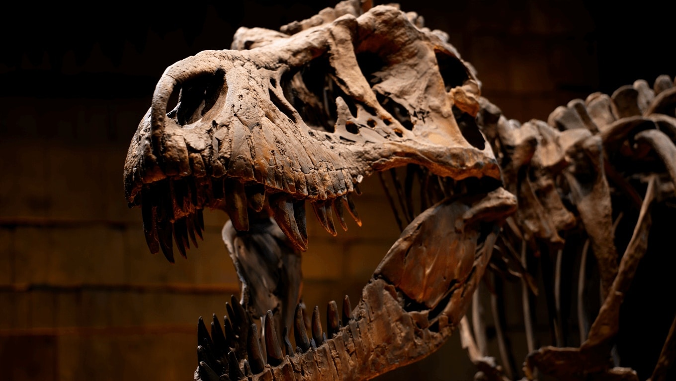 50 años después, resuelven el misterio del hermano pequeño del ‘Tyrannosaurus rex’
