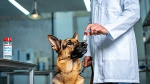 The 'dogtors' in Spain that can detect lung cancer with maximum accuracy