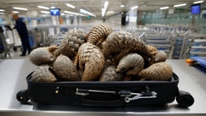 Illegal animal trafficking: 15 dead pangolins seized from suitcase at Madrid-Barajas airport