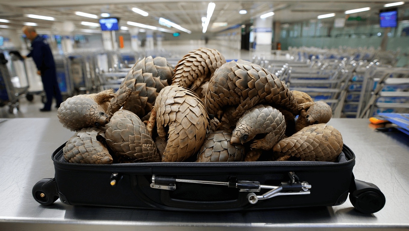 Illegal animal trafficking: 15 dead pangolins seized from suitcase at Madrid-Barajas airport