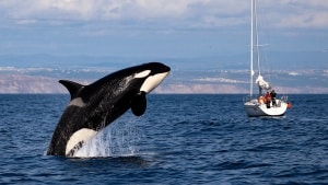 Orca encounters drop 80% in the Strait of Gibraltar, but Spain's northern coast is now active