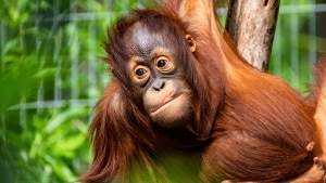 New arrival at Madrid Zoo Aquarium: birth of a Bornean orangutan