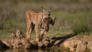 A first in Spain: Iberian lynx filmed dunking their prey to quench their kittens' thirst