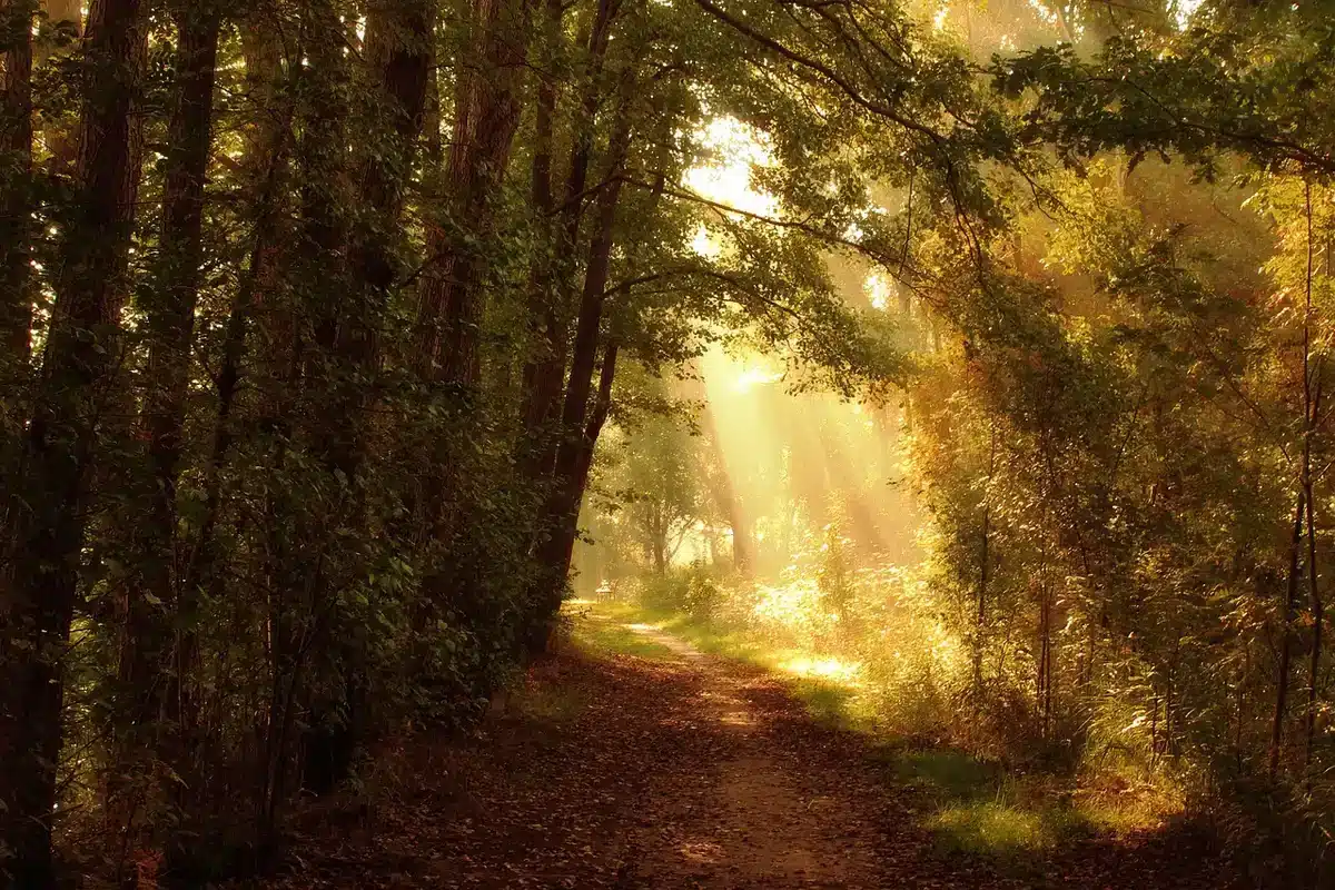 Sendero costero iluminado por luz otoñal con tonos dorados