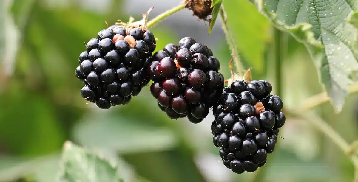 Alimentos ricos en vitamina D y calcio sobre una superficie