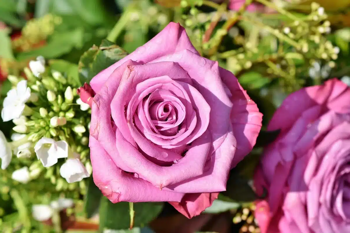 Broche floral rosa sobre solapa que evoca simbolismo cultural