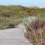 Sendero costero con dunas y bosque templado que evoca la naturaleza de Tasmania