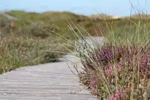 Sendero costero con dunas y bosque templado que evoca la naturaleza de Tasmania