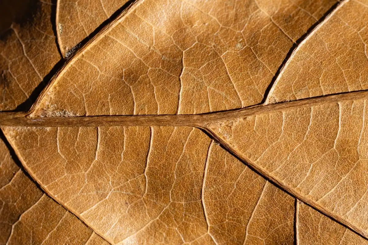 Detalle del ante en tonos tierra mostrando su textura aterciopelada